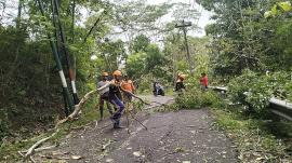 MUSIM HUJAN, KALTANA GIRIPURWO DI BANTU BPBD LAKSANAKAN PEMANGKASAN POHON DI TITIK RAWAN TUMBANG